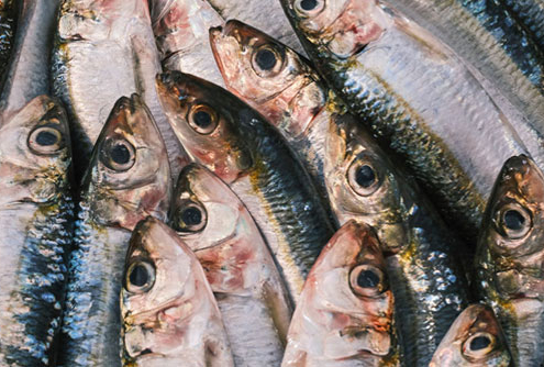 Peixes empilhados em frigorífico